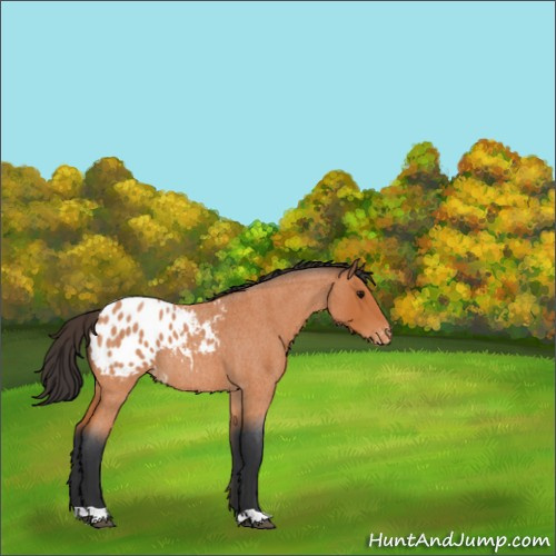 Horse Color:Bay Roan Appaloosa