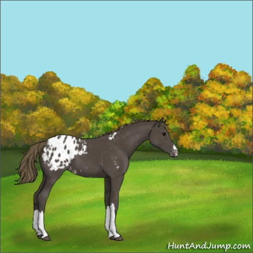 Horse Color:Smoky Black Blanket