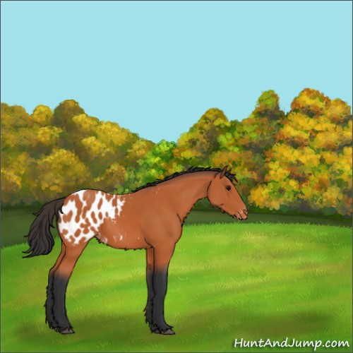 Horse Color:Bay Appaloosa 