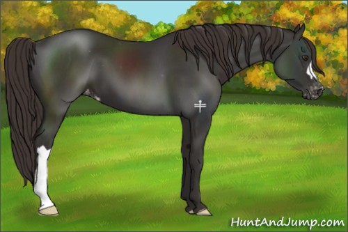 Horse Color:Liver Chestnut Appaloosa 
