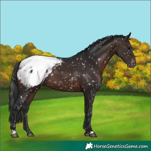 Horse Color:Brown Appaloosa 