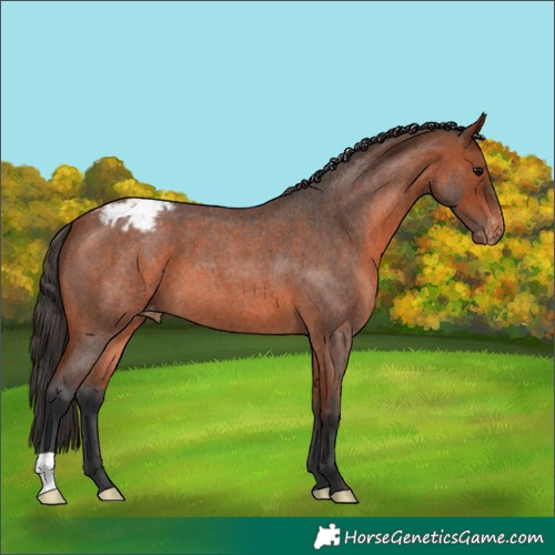 Horse Color:Bay Roan Appaloosa 