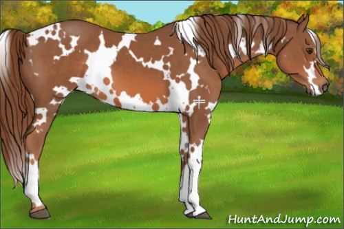 Horse Color:White Spotted Chestnut 