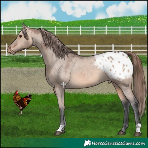 Horse Color:Bay Dun Appaloosa 