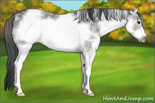 Horse Color:White Spotted Grullo Ice Frame Rabicano 