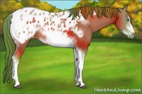 Horse Color:Watercolor Grullo Sabino Tobiano Frame Blanket Rabicano