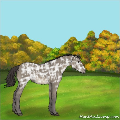Horse Color:Smoky Grullo Ice Sabino Rabicano 