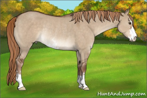 Horse Color:Liver Red Dun Sabino Rabicano 