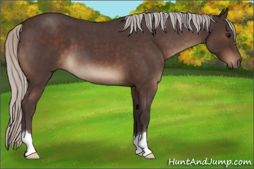 Horse Color:Silver Brown Roan 