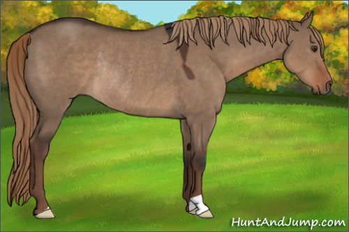 Horse Color:Liver Red Dun Rabicano 