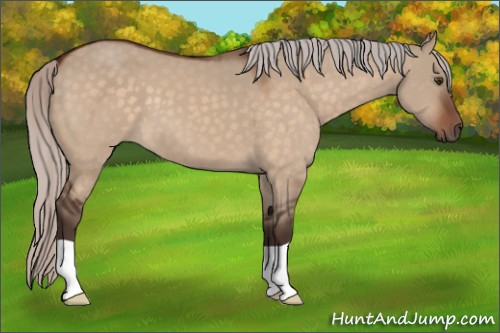 Horse Color:Silver Brown Dun 