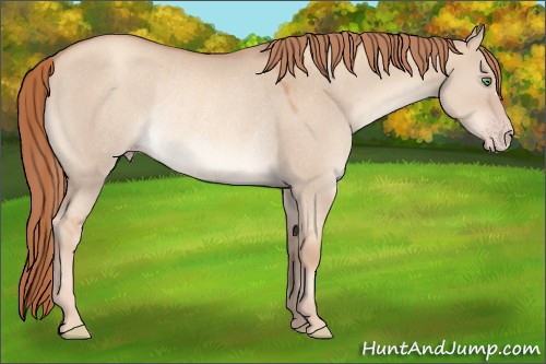 Horse Color:Gold Champagne Dun Rabicano 
