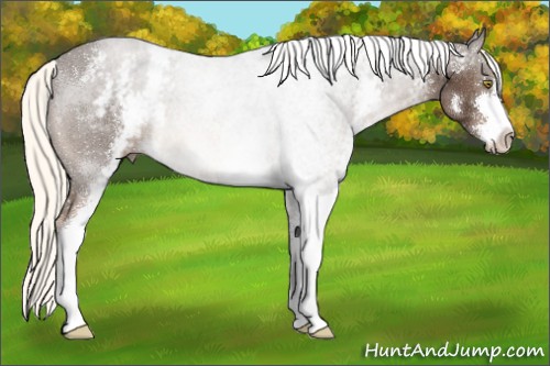Horse Color:White Spotted Liver Chestnut Mushroom Sabino 