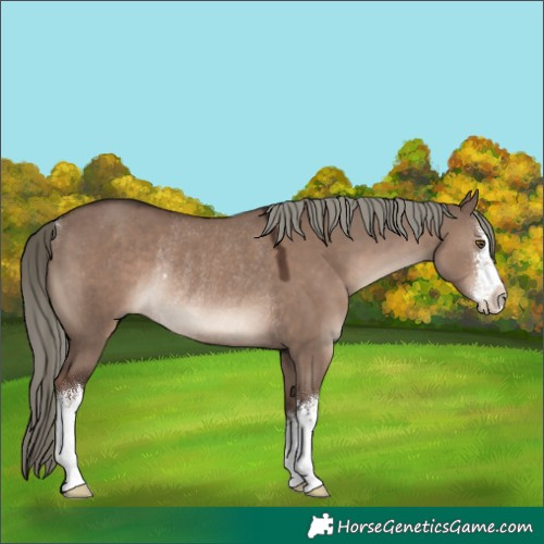 Horse Color:White Spotted Liver Red Dun Mushroom Rabicano 