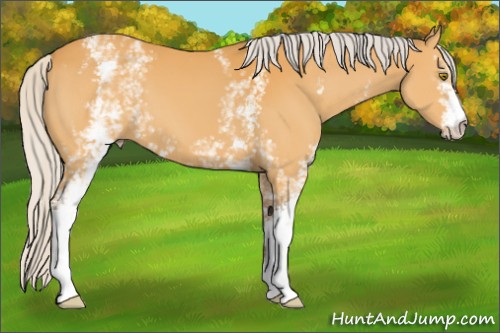 Horse Color:White Spotted Silver Buckskin 