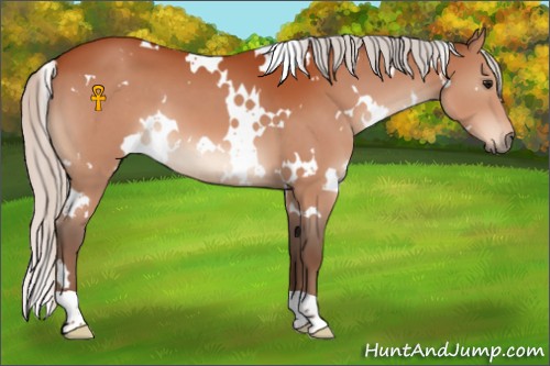 Horse Color:White Spotted Silver Bay 