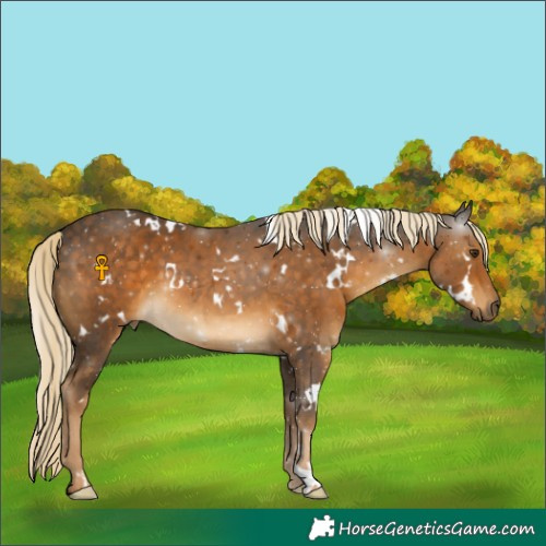 Horse Color:White Spotted Chocolate Palomino 
