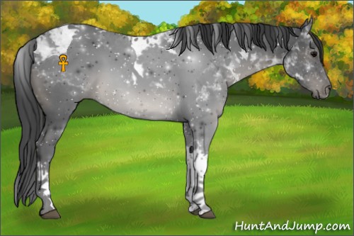 Horse Color:Black Tobiano 