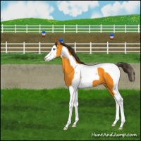 Horse Color:Buckskin Splash Tobiano 