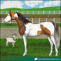 Horse Color:Buckskin Splash Tobiano