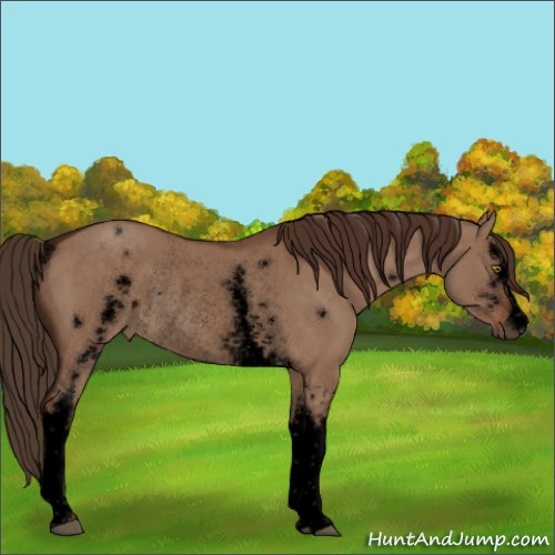 Horse Color:Void White Spotted Liver Red Dun Rabicano 