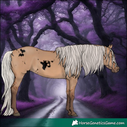 Horse Color:Void White Spotted Silver Bay Dun Rabicano 