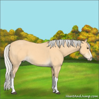 Horse Color:Silver Buckskin Roan Splash 