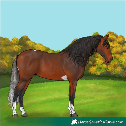Horse Color:Bay Tobiano 