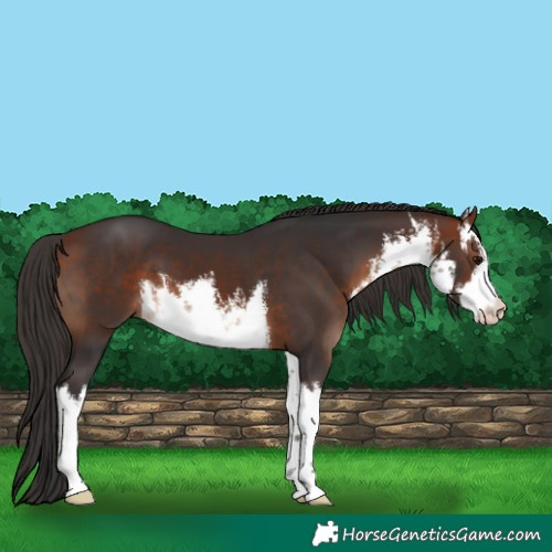 Horse Color:White Spotted Bay 