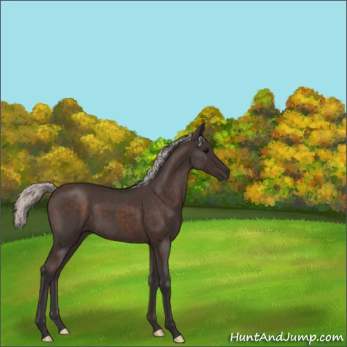 Horse Color:Silver Brown Roan 