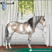 Horse Color:White Spotted Brown Dun Sabino 