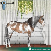 Horse Color:White Spotted Brown Dun Sabino 