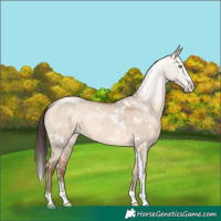 Horse Color:White Spotted Sable Champagne Dun Sabino Rabicano 