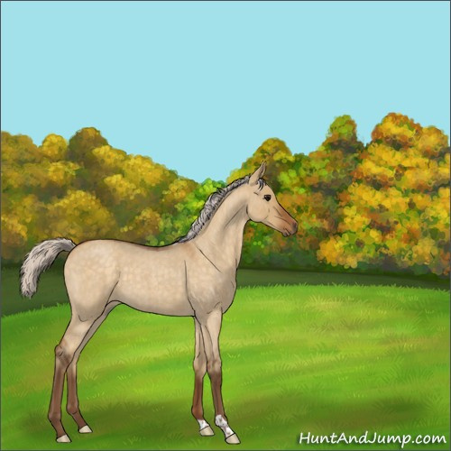 Horse Color:Silver Buckskin Roan Dun 