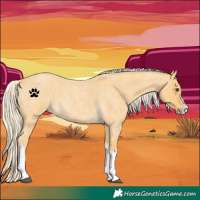 Horse Color:Palomino Roan Splash 