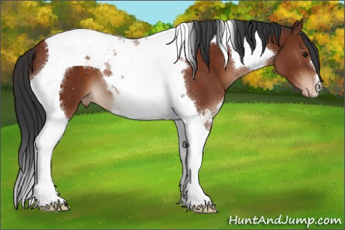 Horse Color:Brown Tobiano Appaloosa 