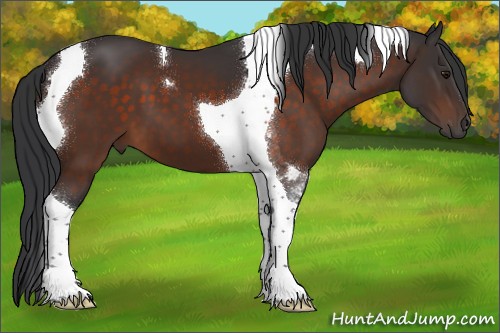 Horse Color:Brown Tobiano 