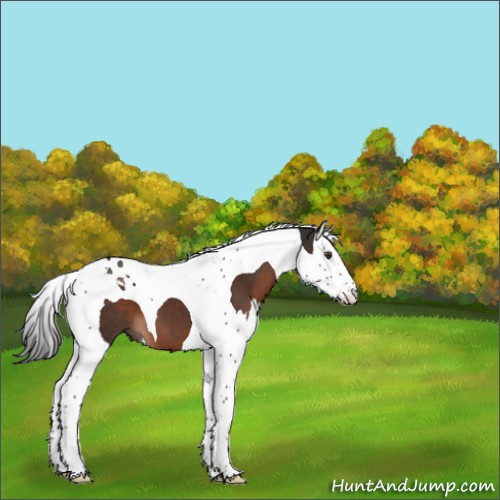 Horse Color:Liver Chestnut Splash Tobiano 