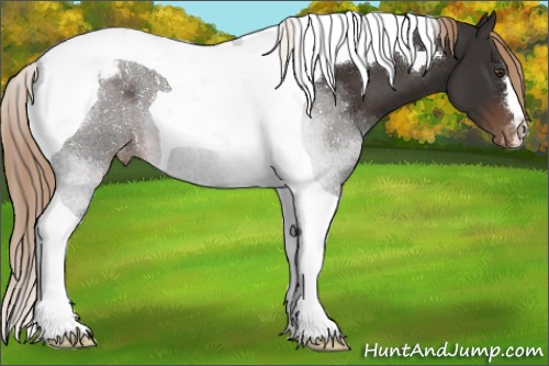 Horse Color:Liver Chestnut Tobiano Appaloosa 