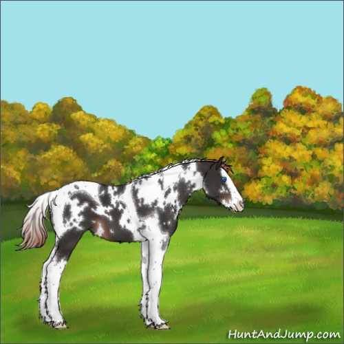 Horse Color:White Spotted Liver Chestnut Splash Tobiano 