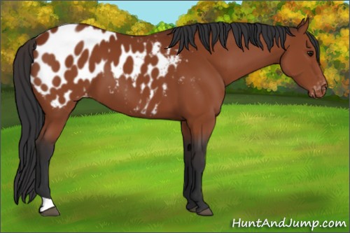 Horse Color:Bay Appaloosa 