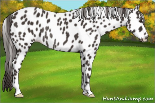 Horse Color:Liver Chestnut Appaloosa Rabicano 
