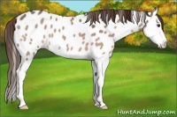Horse Color:Liver Red Dun Splash Appaloosa