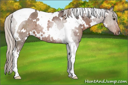 Horse Color:White Spotted Liver Chestnut Tobiano Rabicano 