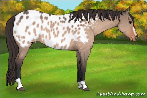 Horse Color:Brown Dun Sabino Appaloosa 