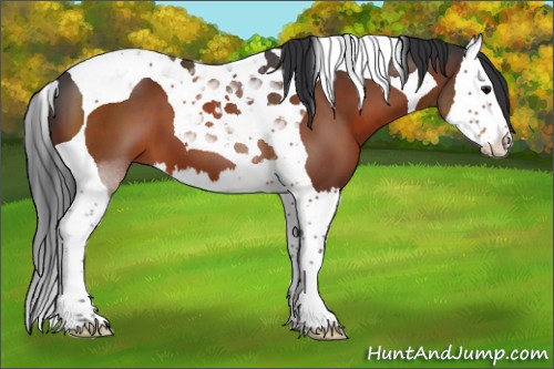 Horse Color:Bay Splash Tobiano 