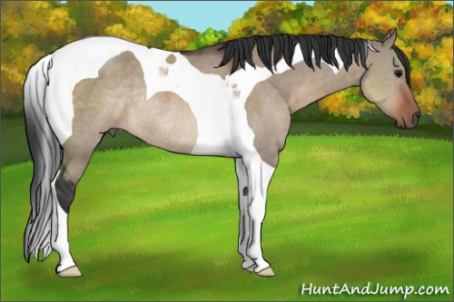 Horse Color:Brown Dun Tobiano Rabicano 