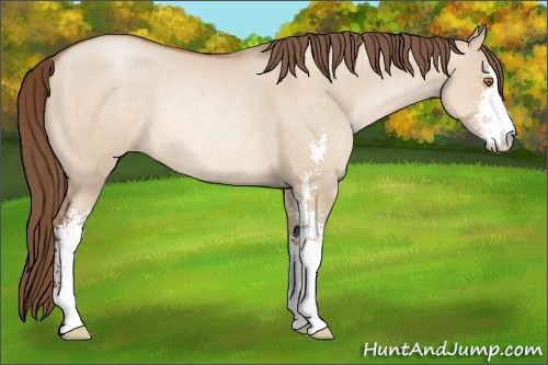 Horse Color:Brown Pearl Dun Sabino Rabicano 