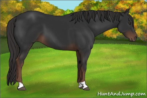 Horse Color:Liver Chestnut 