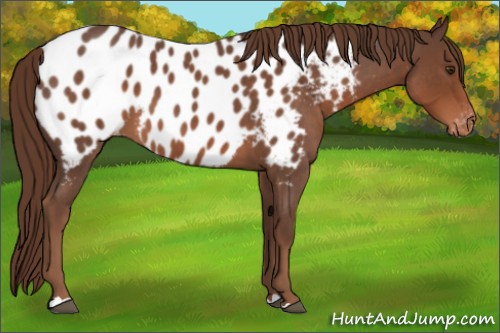 Horse Color:Liver Red Roan Appaloosa 